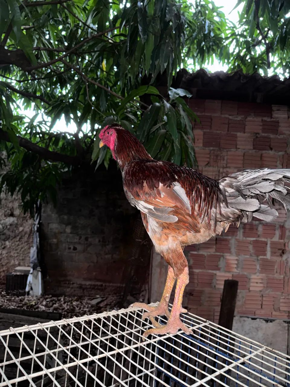 Frango caipira  - Foto 2