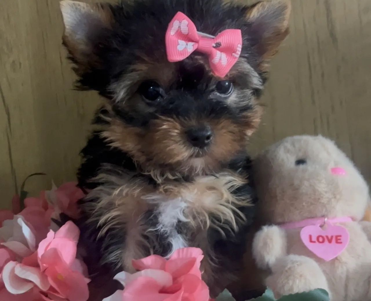 Yorkshire fêmea  - Foto 2