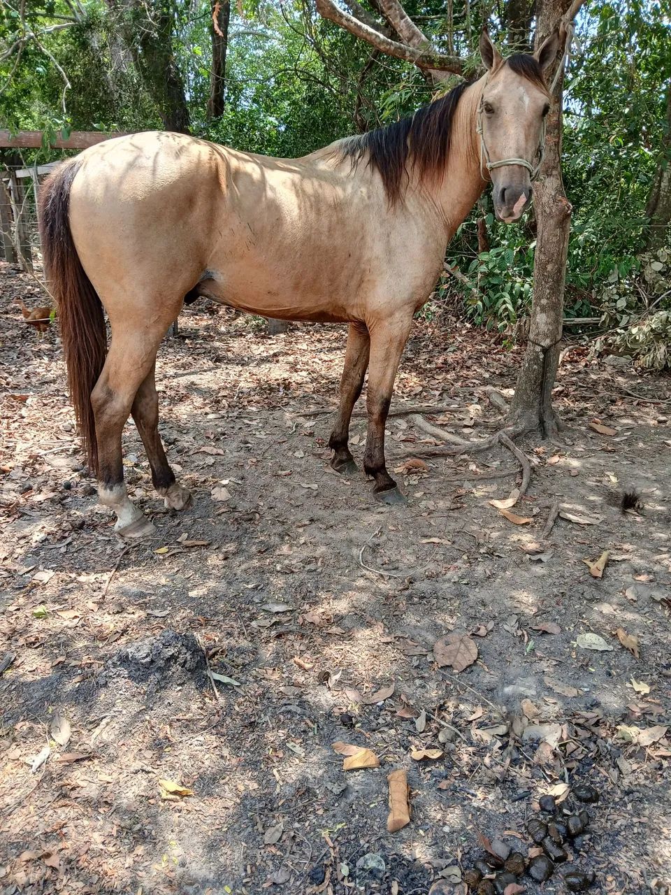 Cavalo - Foto 2