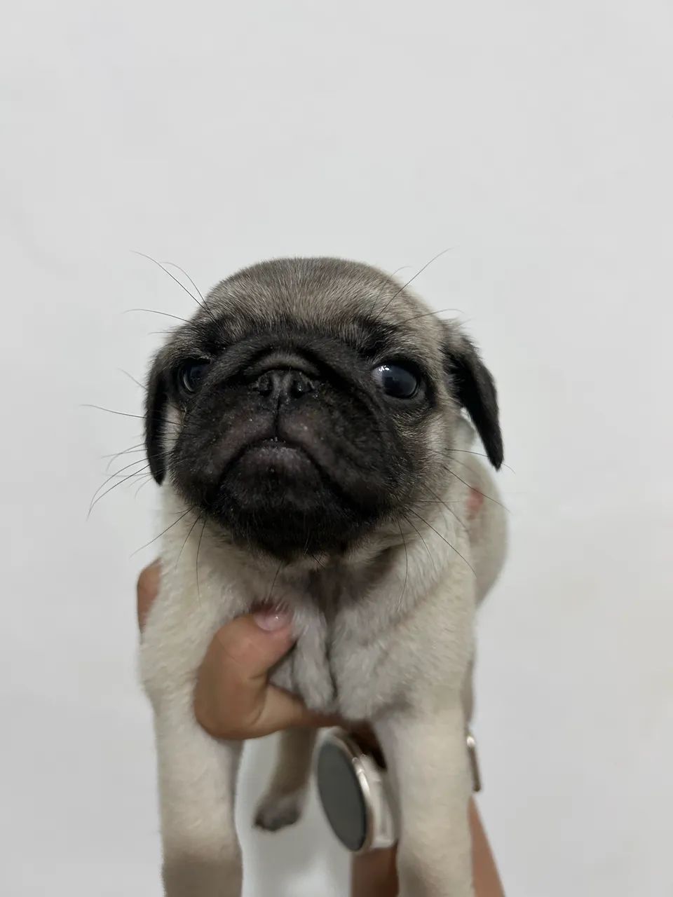 Pug fêmea  - Foto 5