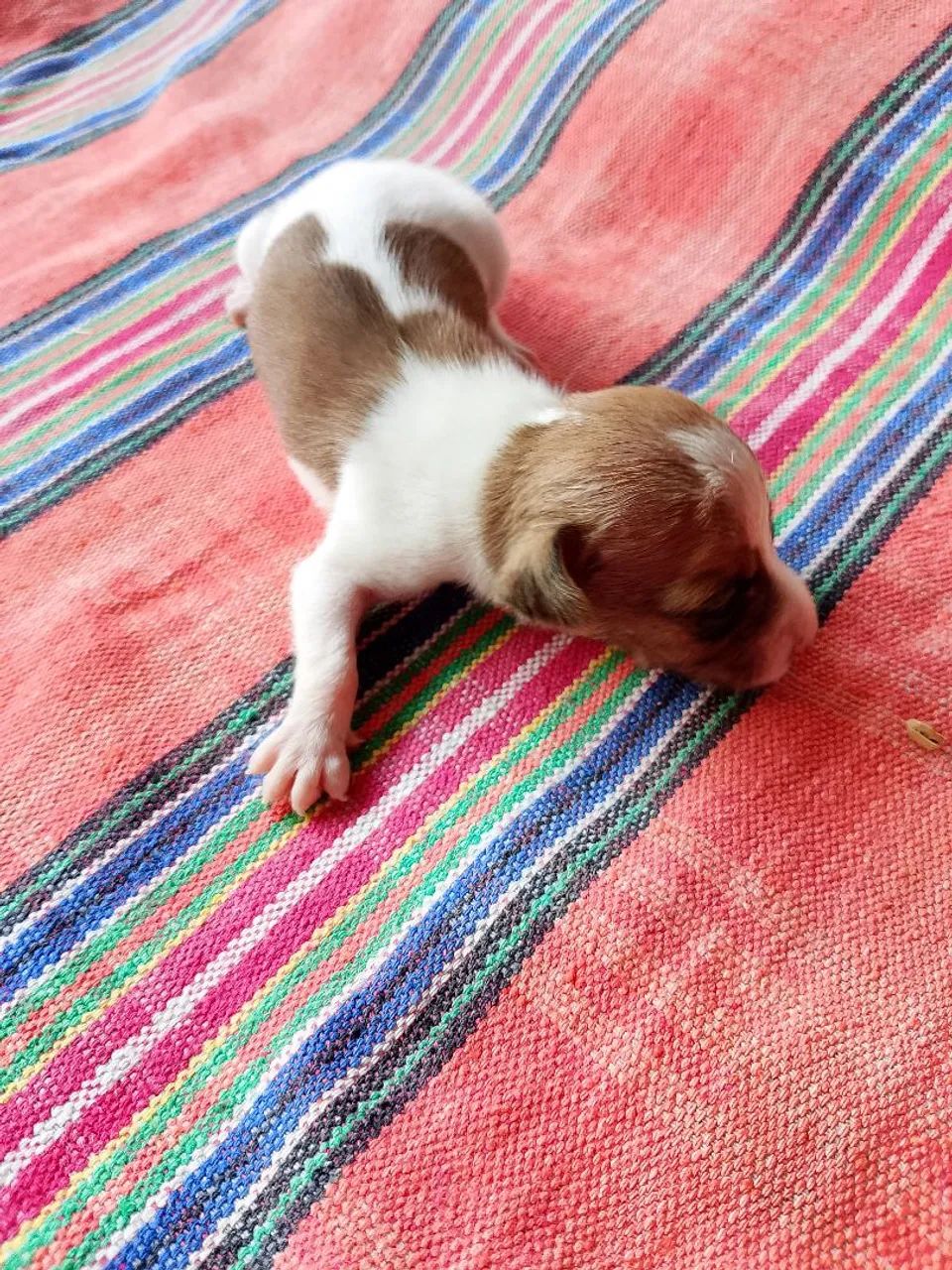 Cachorro pinscher  - Foto 4