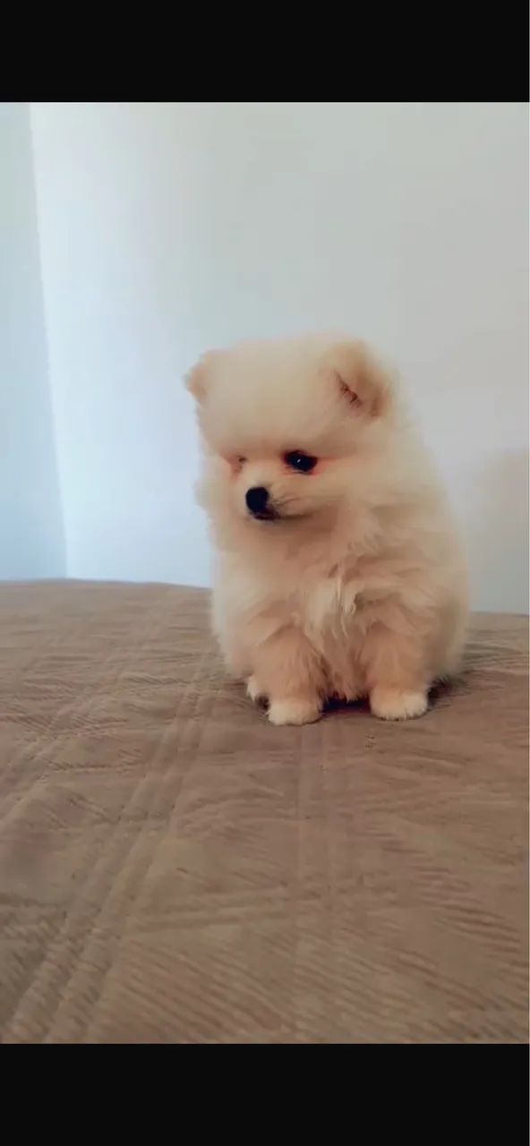 Cachorro 