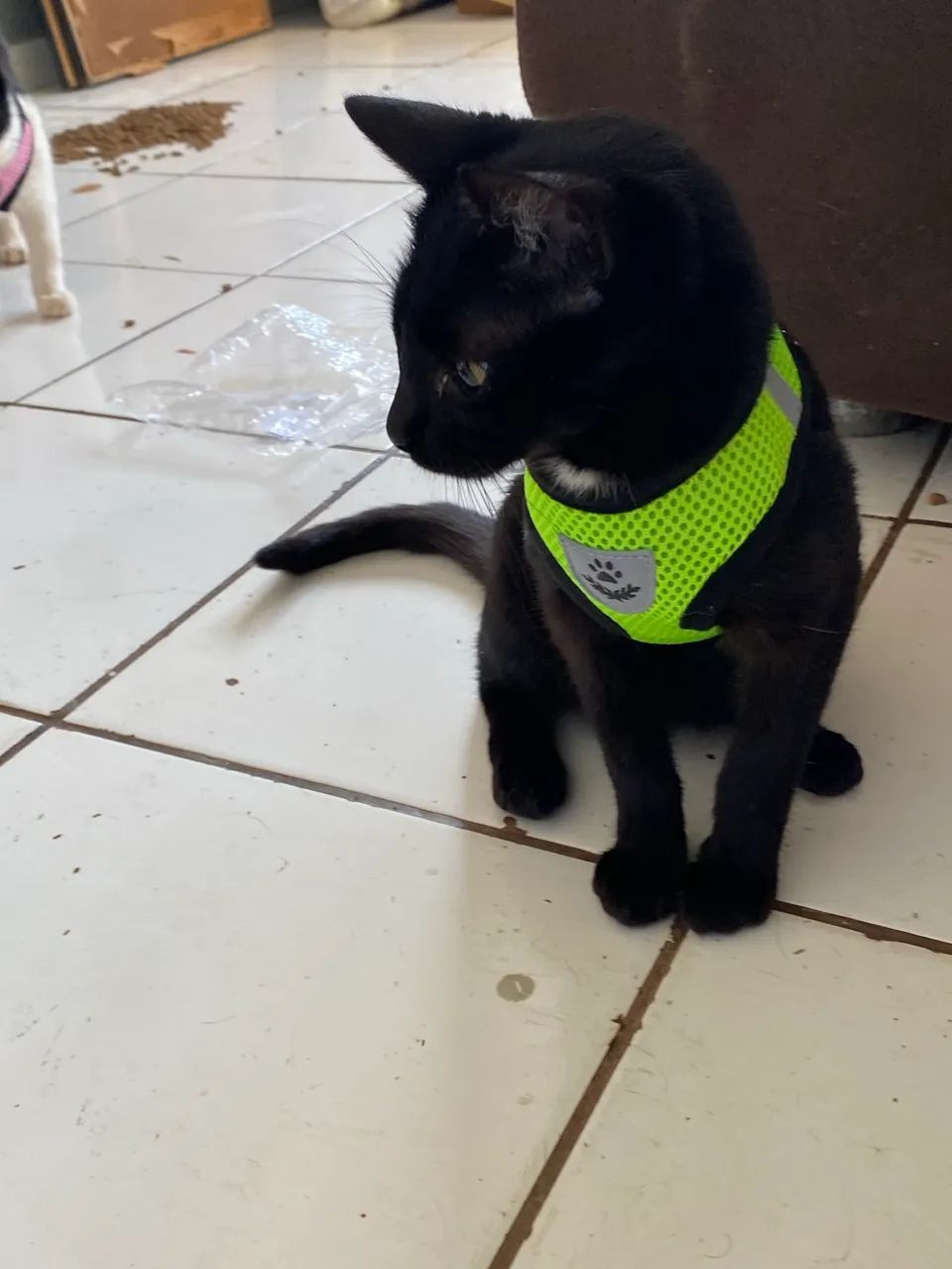 Gatos  - Foto 2