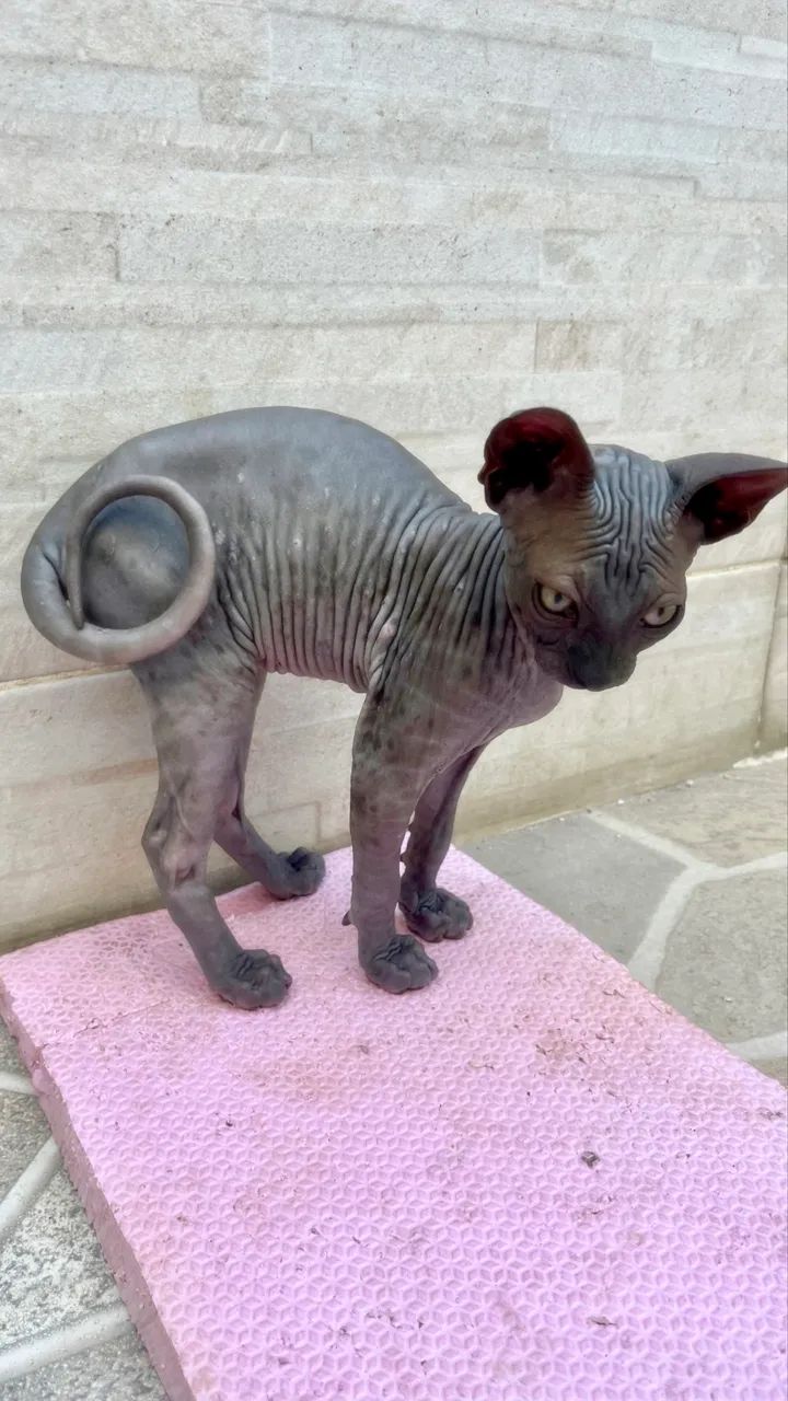 Fêmea Sphynx não Castrada 3M - Foto 4