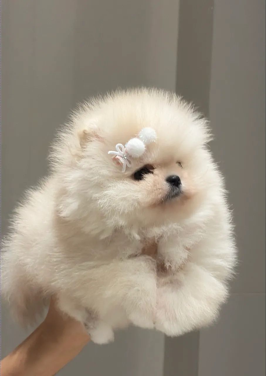Filhotes de Spitz Alemão