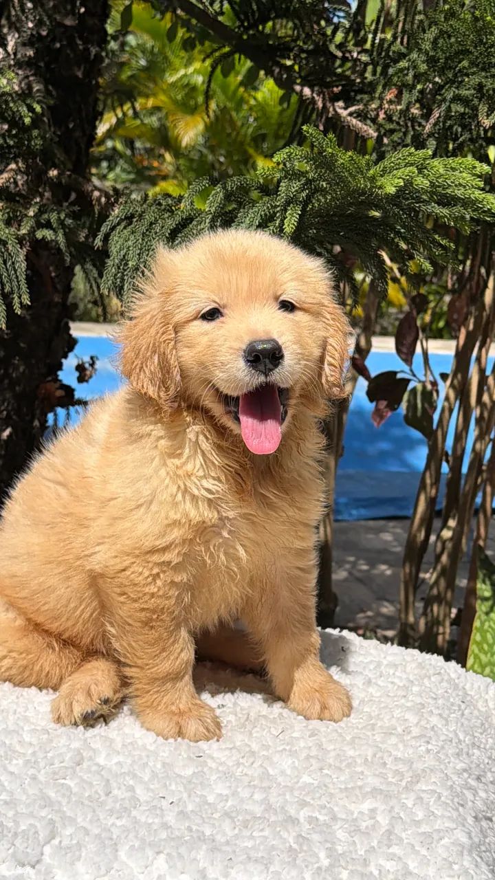 Golden Retriever  - Foto 5
