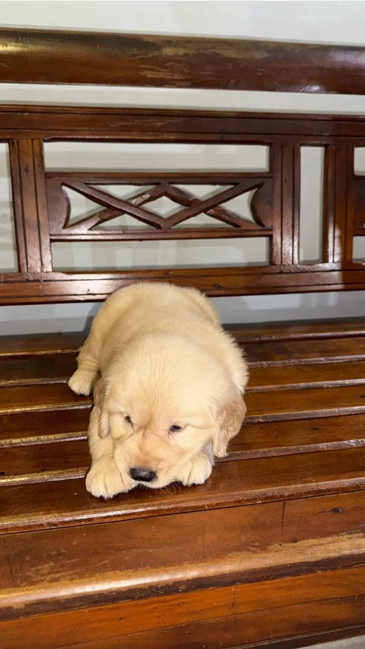Filhotes de Golden Retriever com Pedigree  - Foto 4