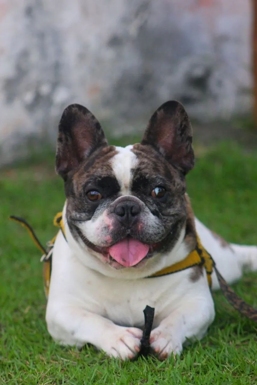 Buldogue Francês procura namorada  - Foto 3