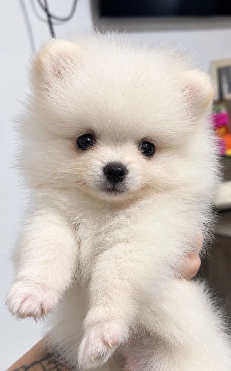 Filhotes Spitz alemao  - Foto 2