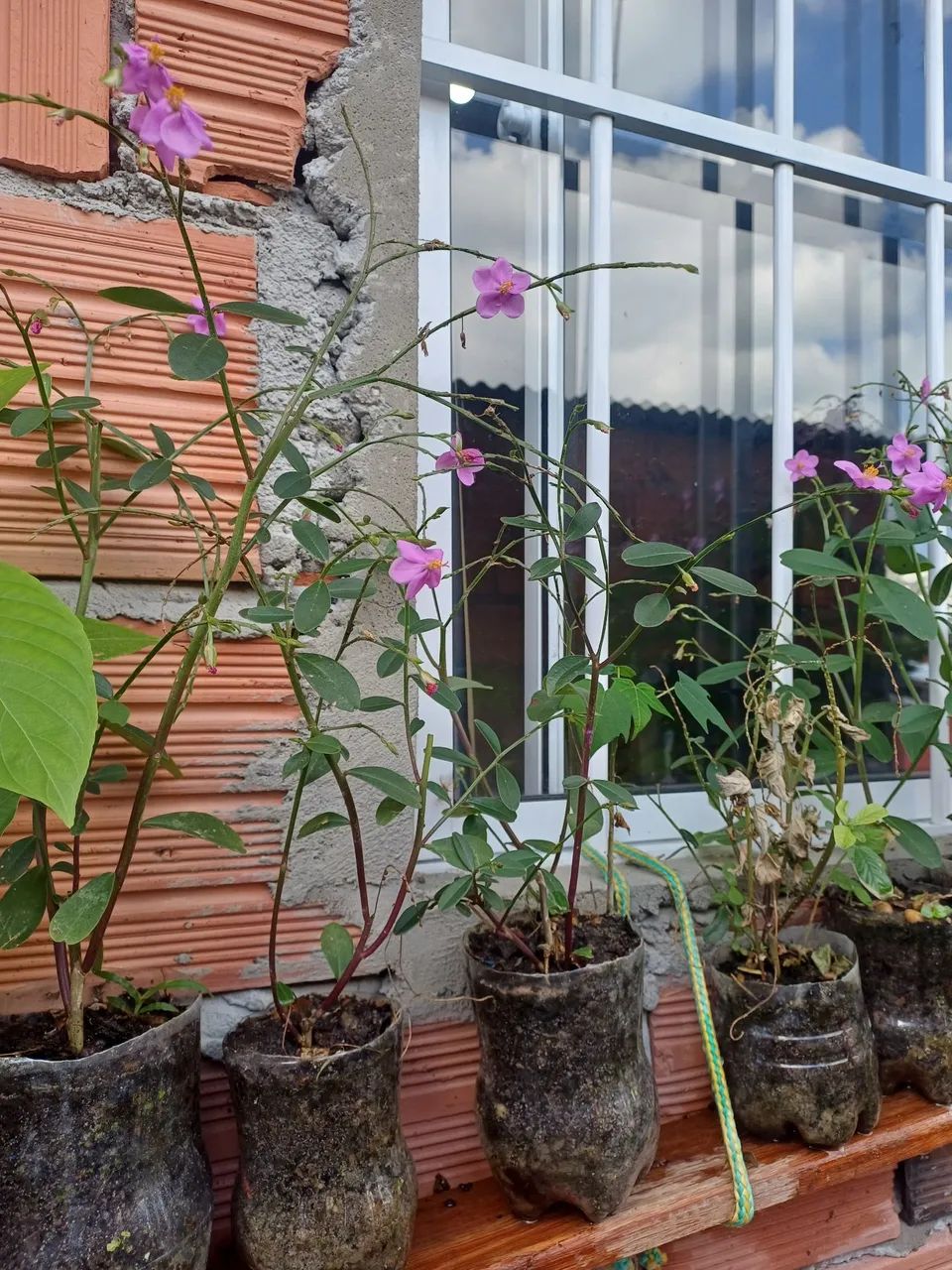 Beldroega Graúda  - Foto 3