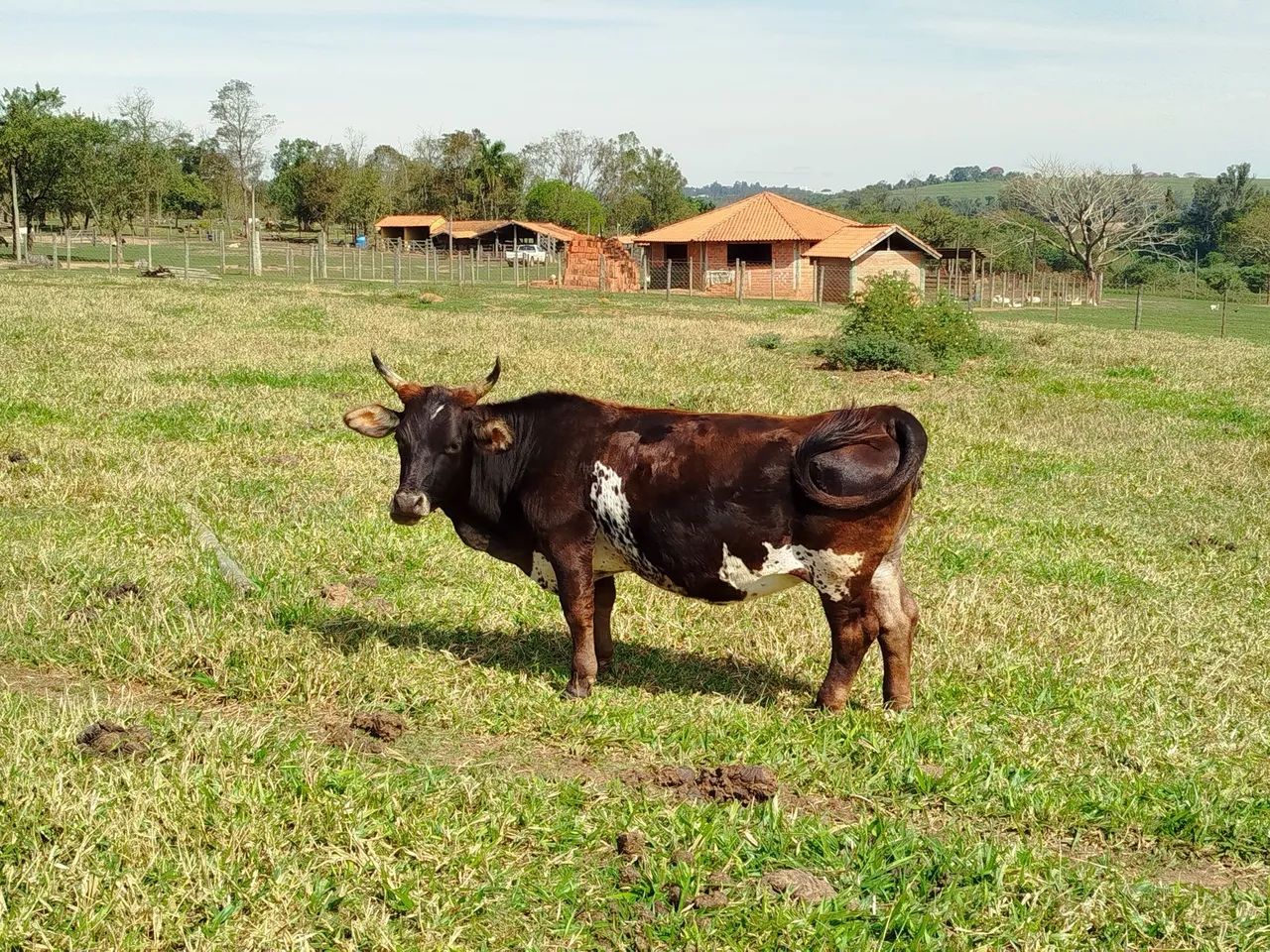 Mini vaca  - Foto 4