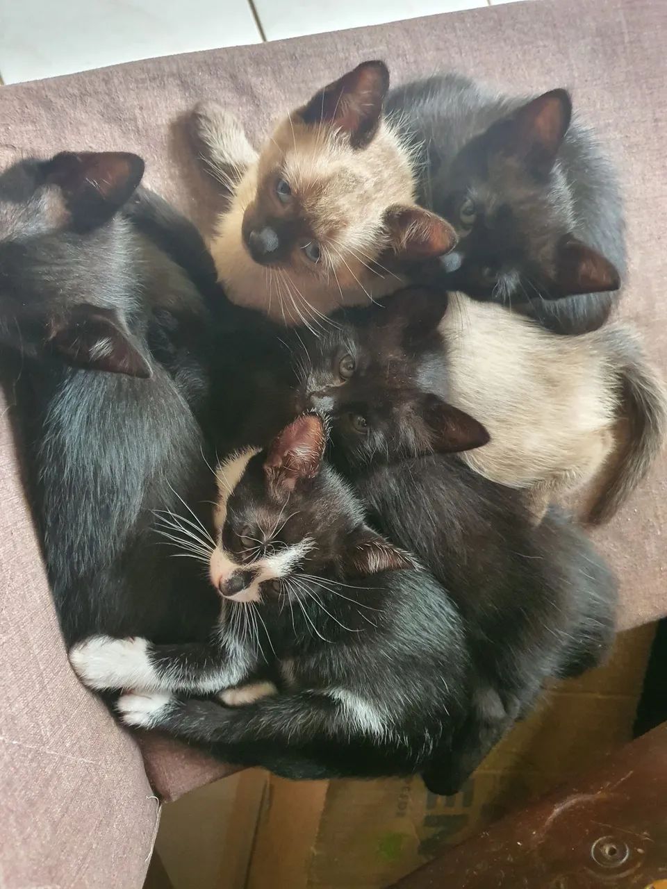 Filhotes de gato - Foto 5