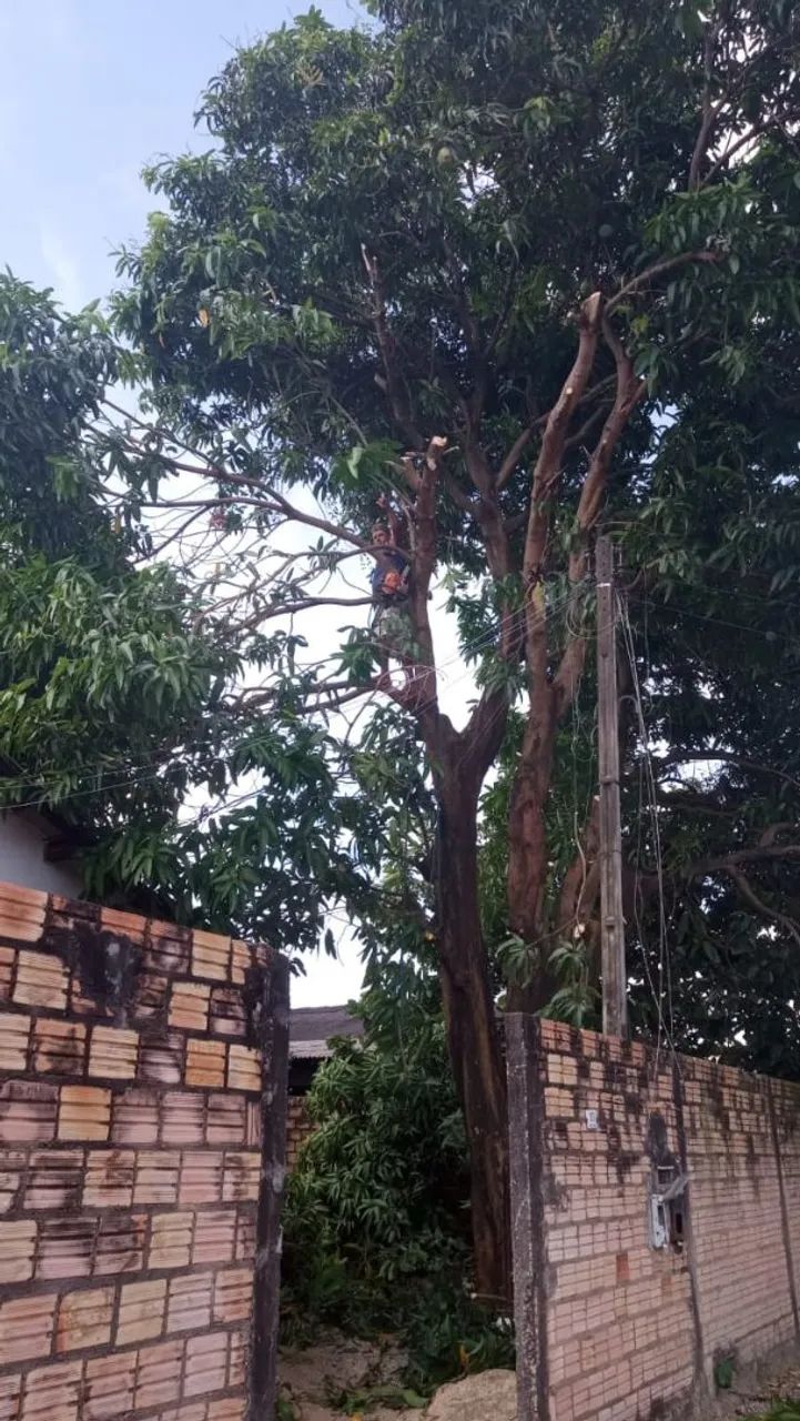 Poda/corte de árvores 