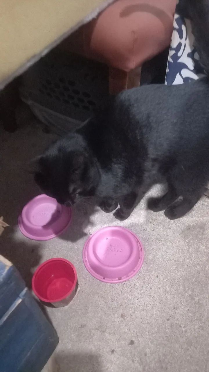Gato pra doar - Foto 2
