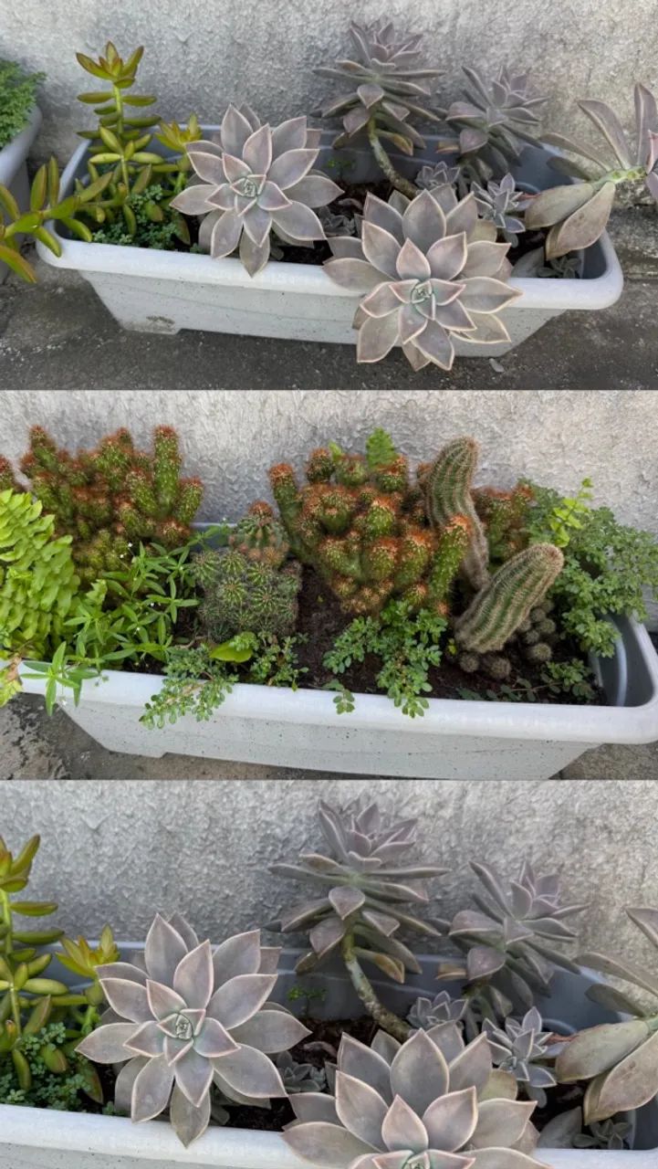 Plantas - Foto 5