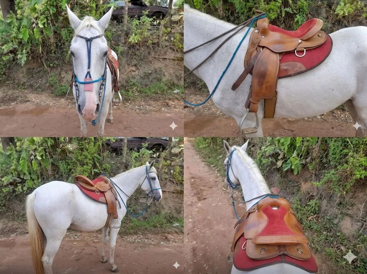 Vende-se belíssima égua 