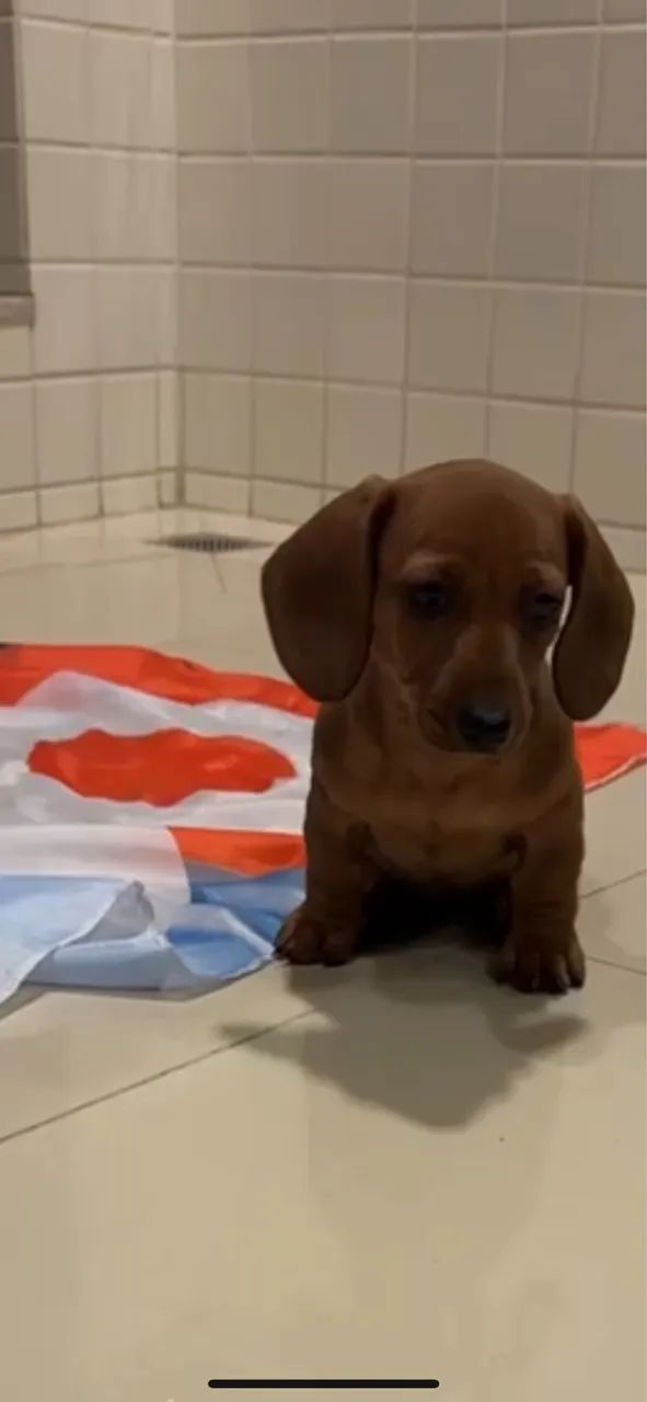 Dachshund