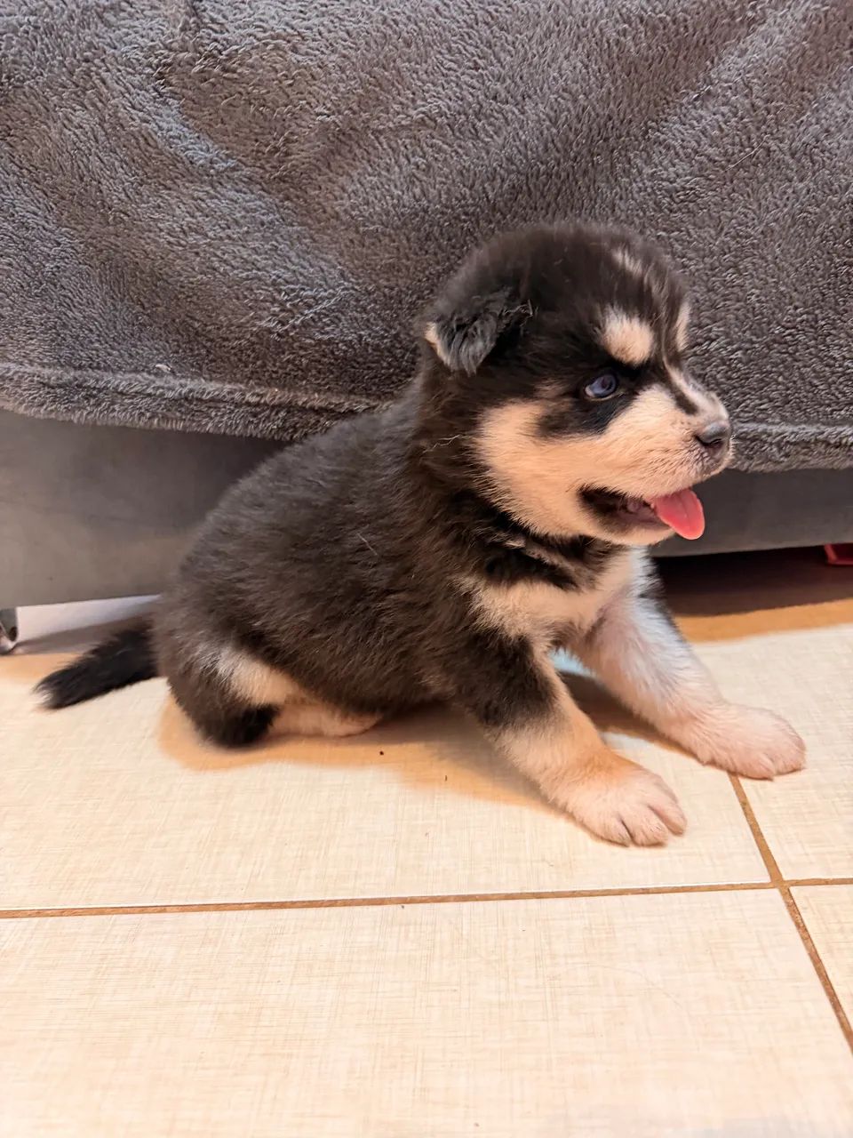 Husky siberiano - Foto 3
