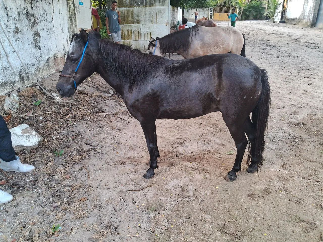 Ponei - Foto 4