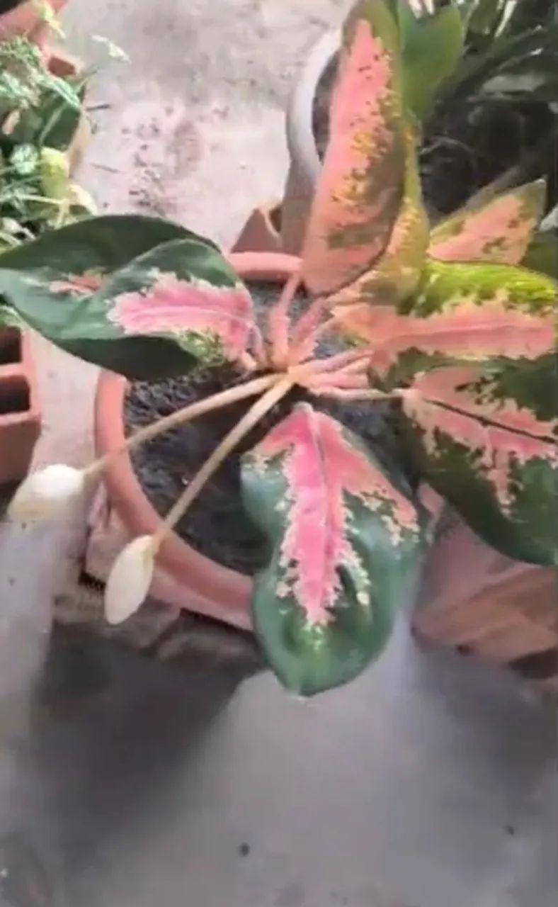 Plantas e vasos diversos