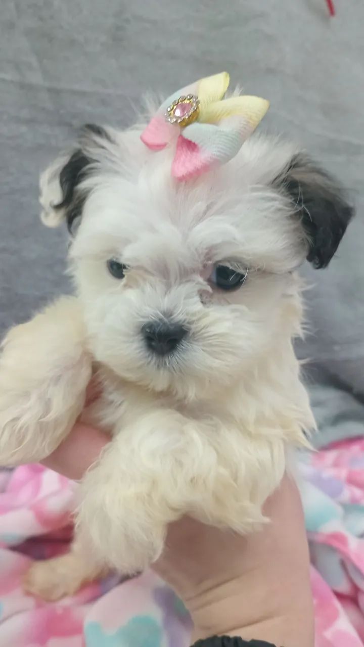 LHASA APSO  - Foto 3