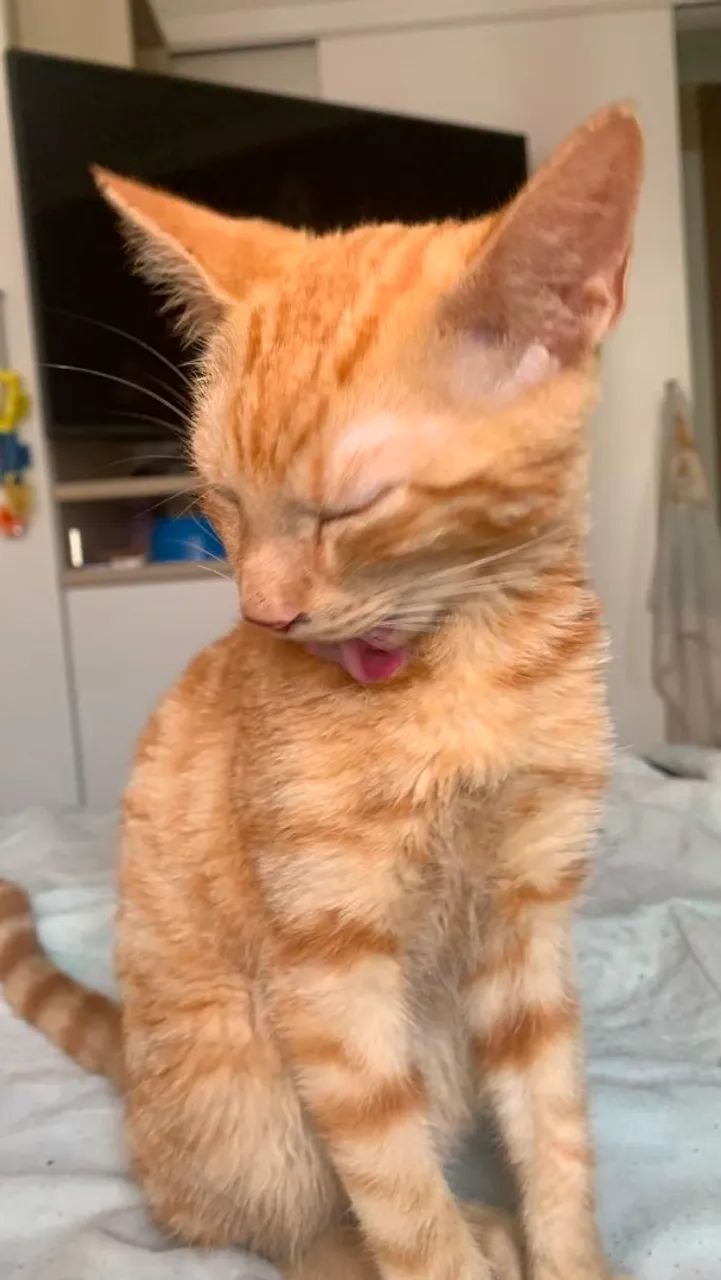 Doação de gato macho - Foto 4
