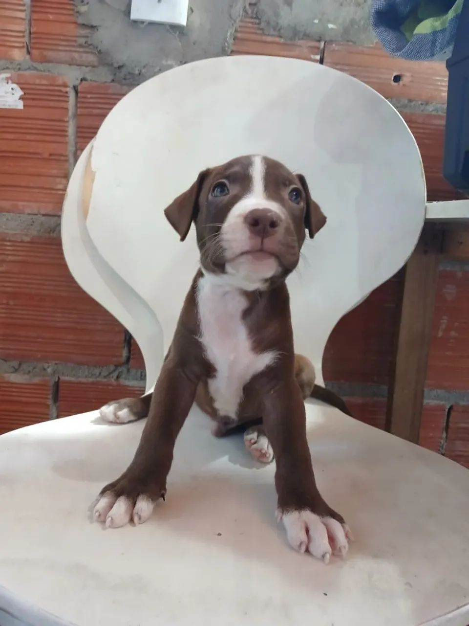 Filhote de pit bul