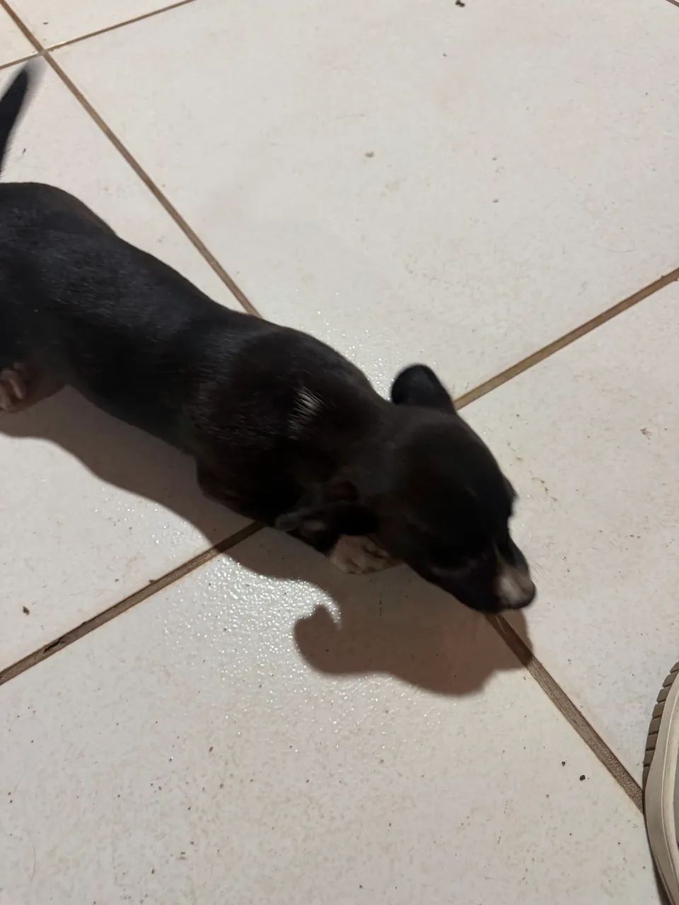 Doação de cachorro  - Foto 3
