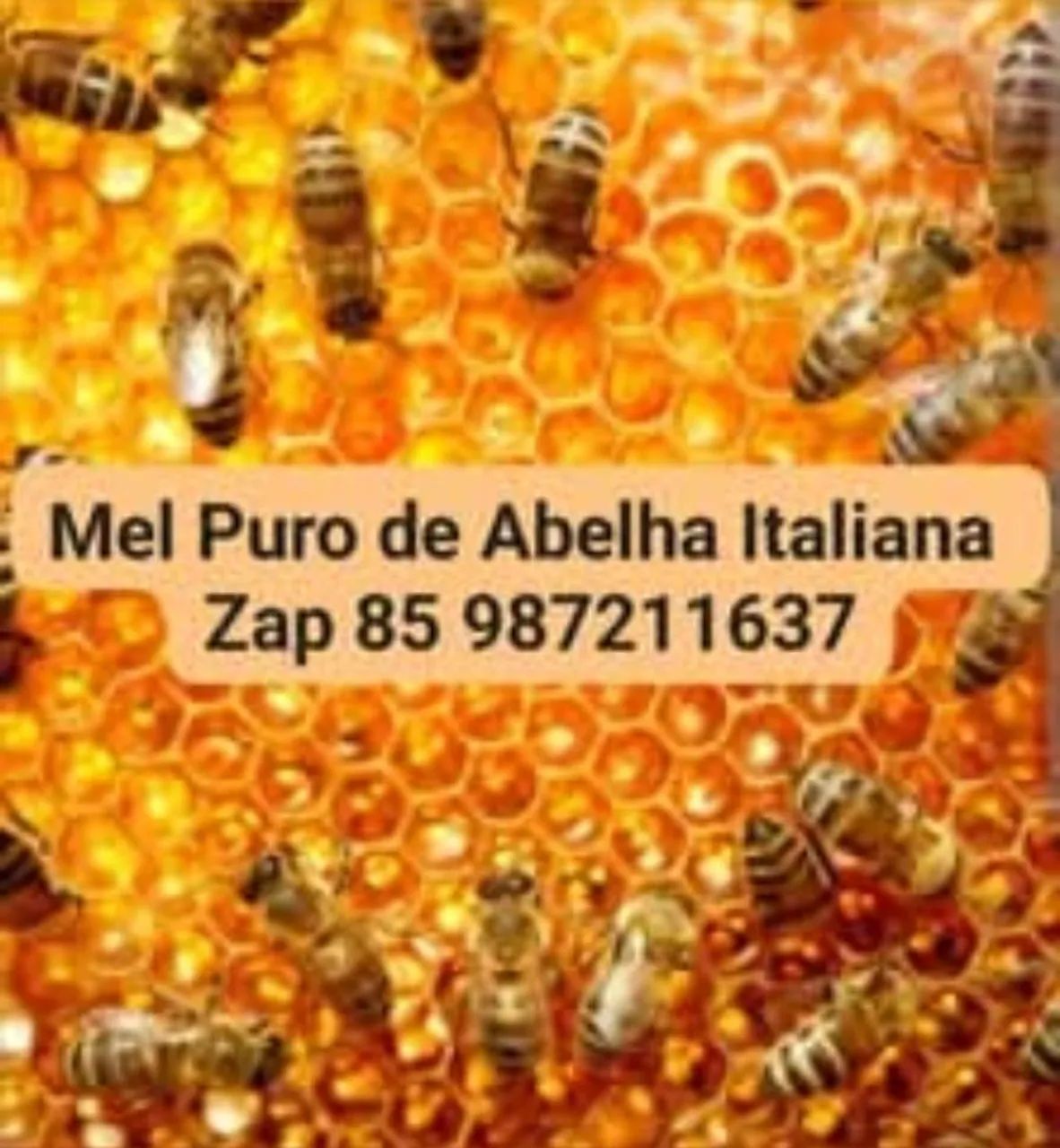 Mel de Abelha Italiana de Apiário / Atacado e Varejo 