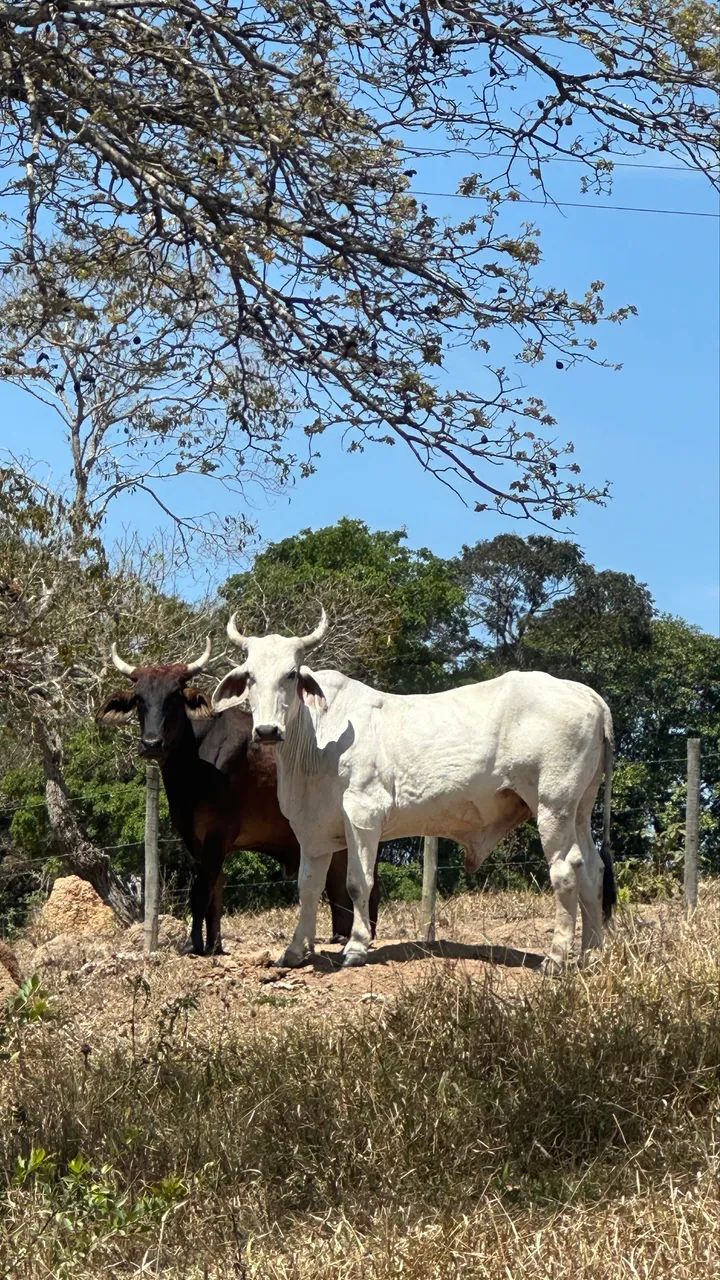 Novilhos e novilha 