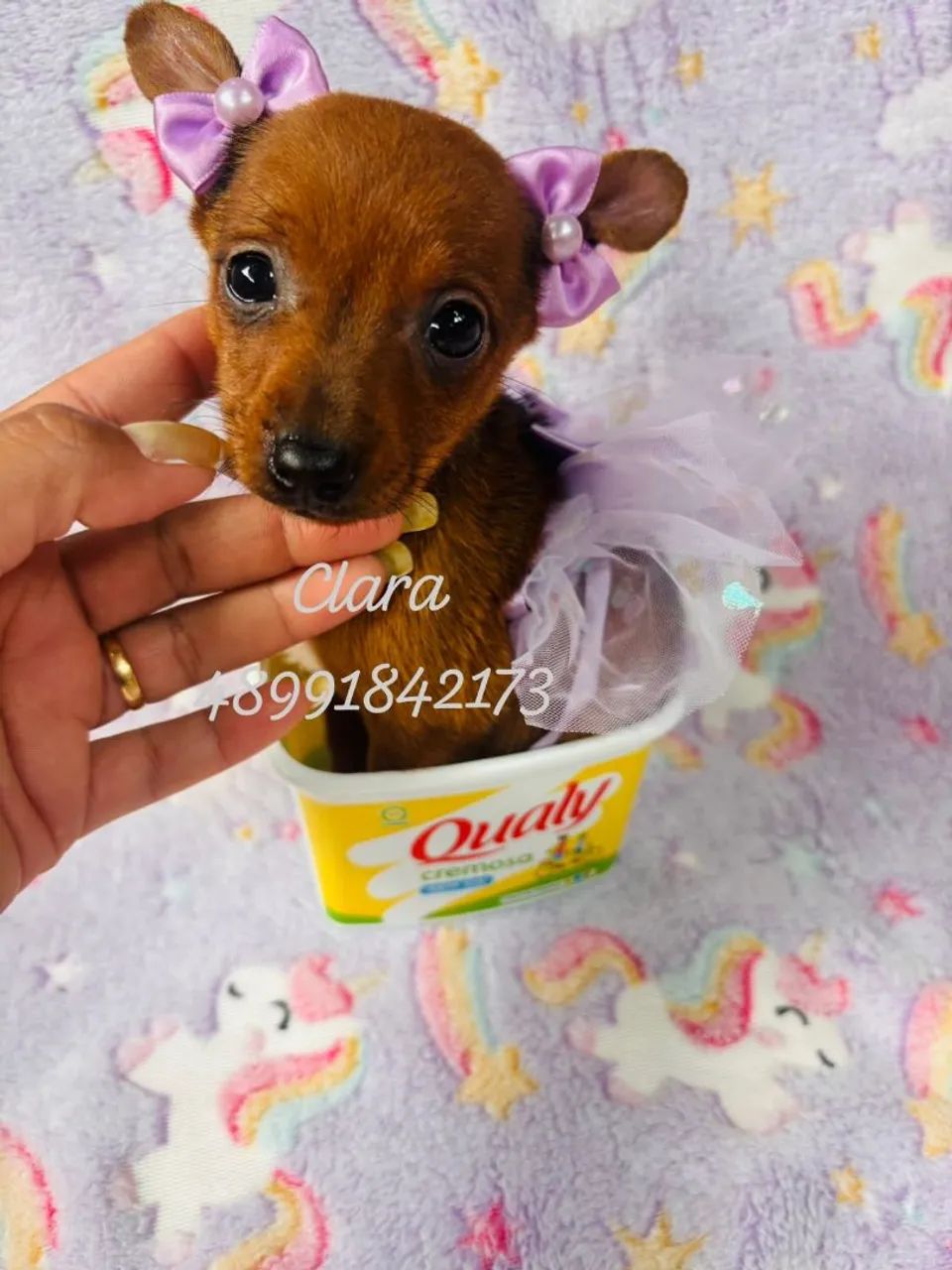 Lindas pinscher fêmeas  - Foto 5
