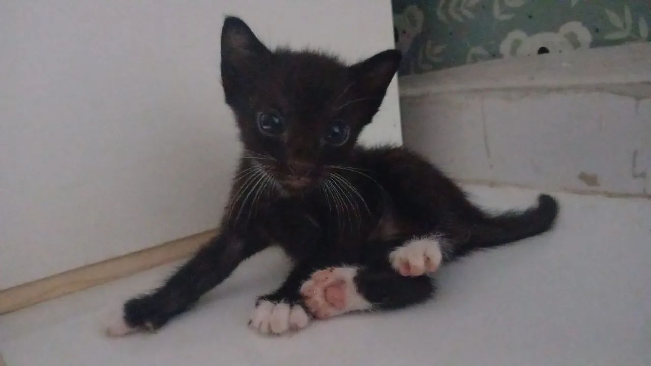 ADOÇÃO  - Foto 3