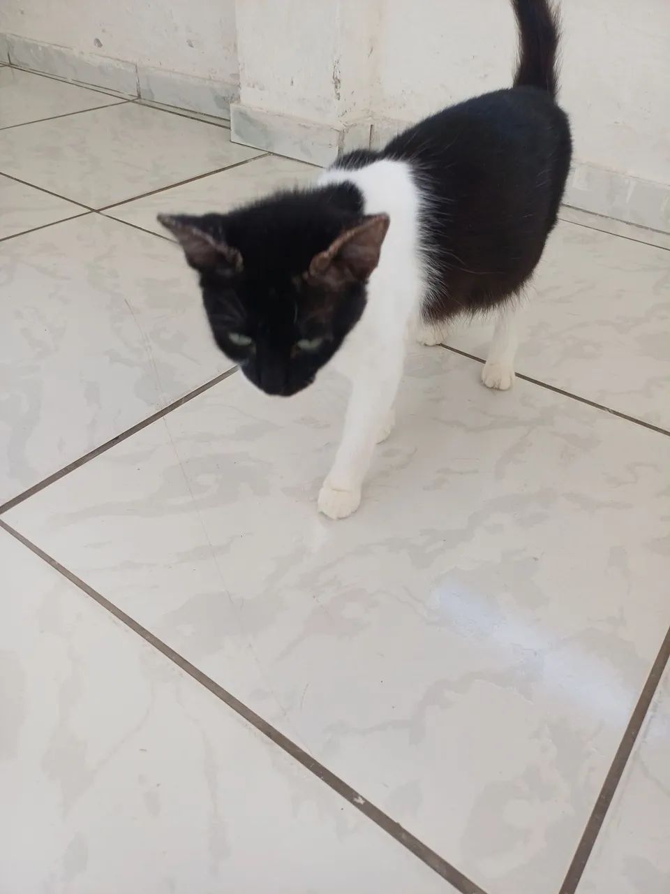 Doa-se uma gata  - Foto 5