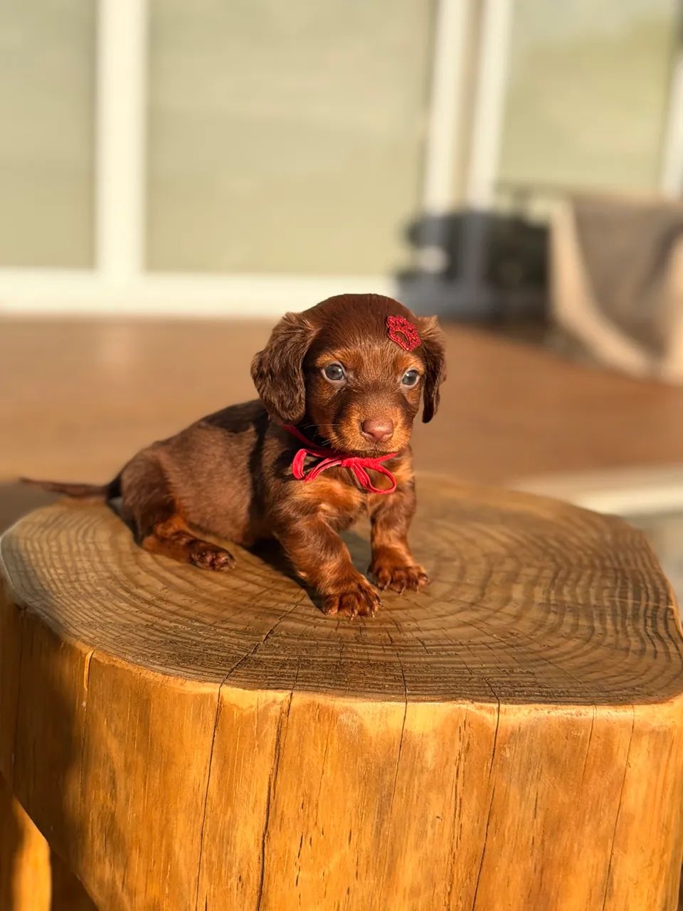 Dachshund pelo longo  - Foto 5