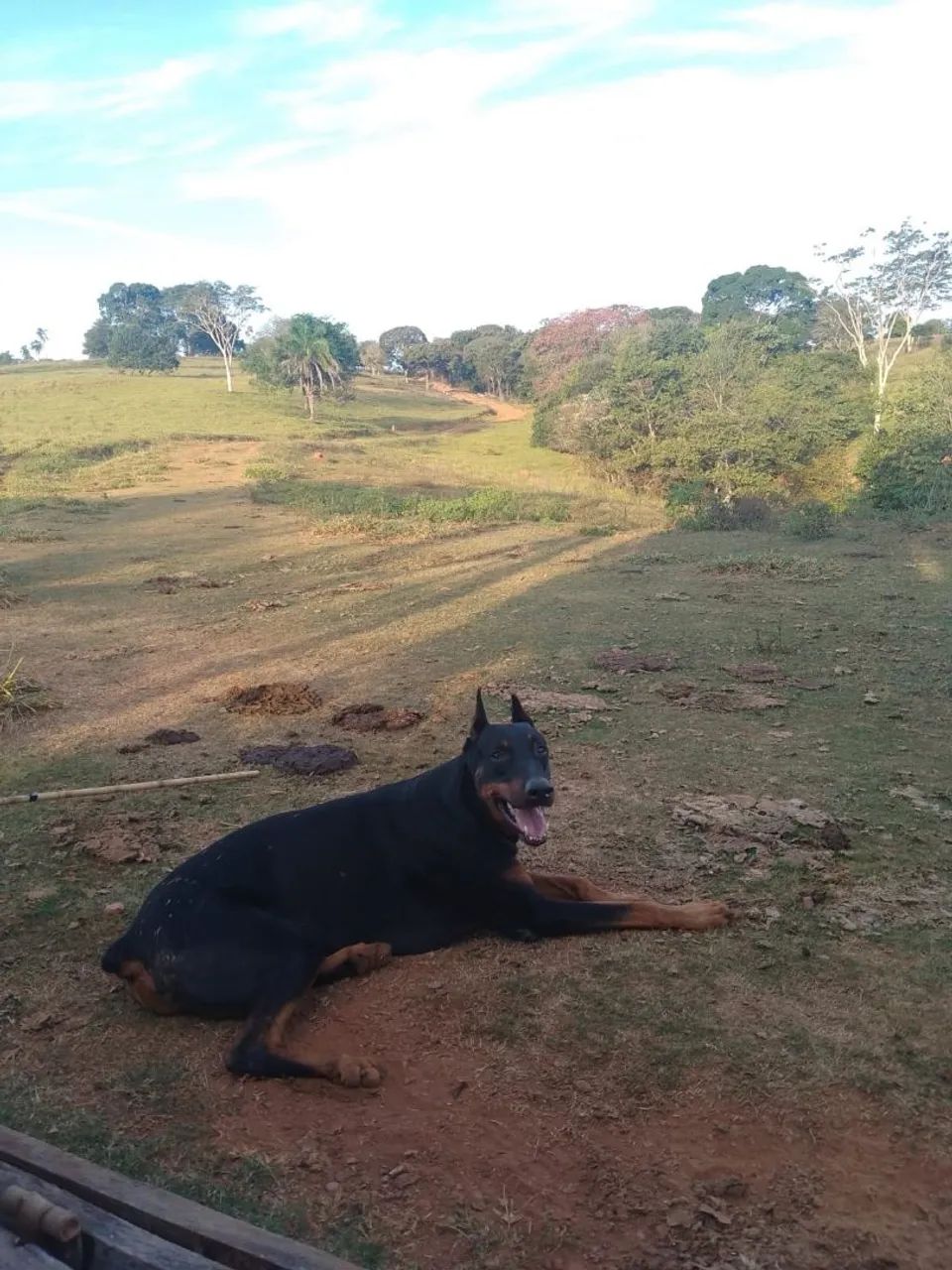 Doa-se doberman adulto