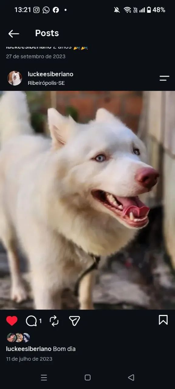 Husky siberiano para adoção - Foto 2