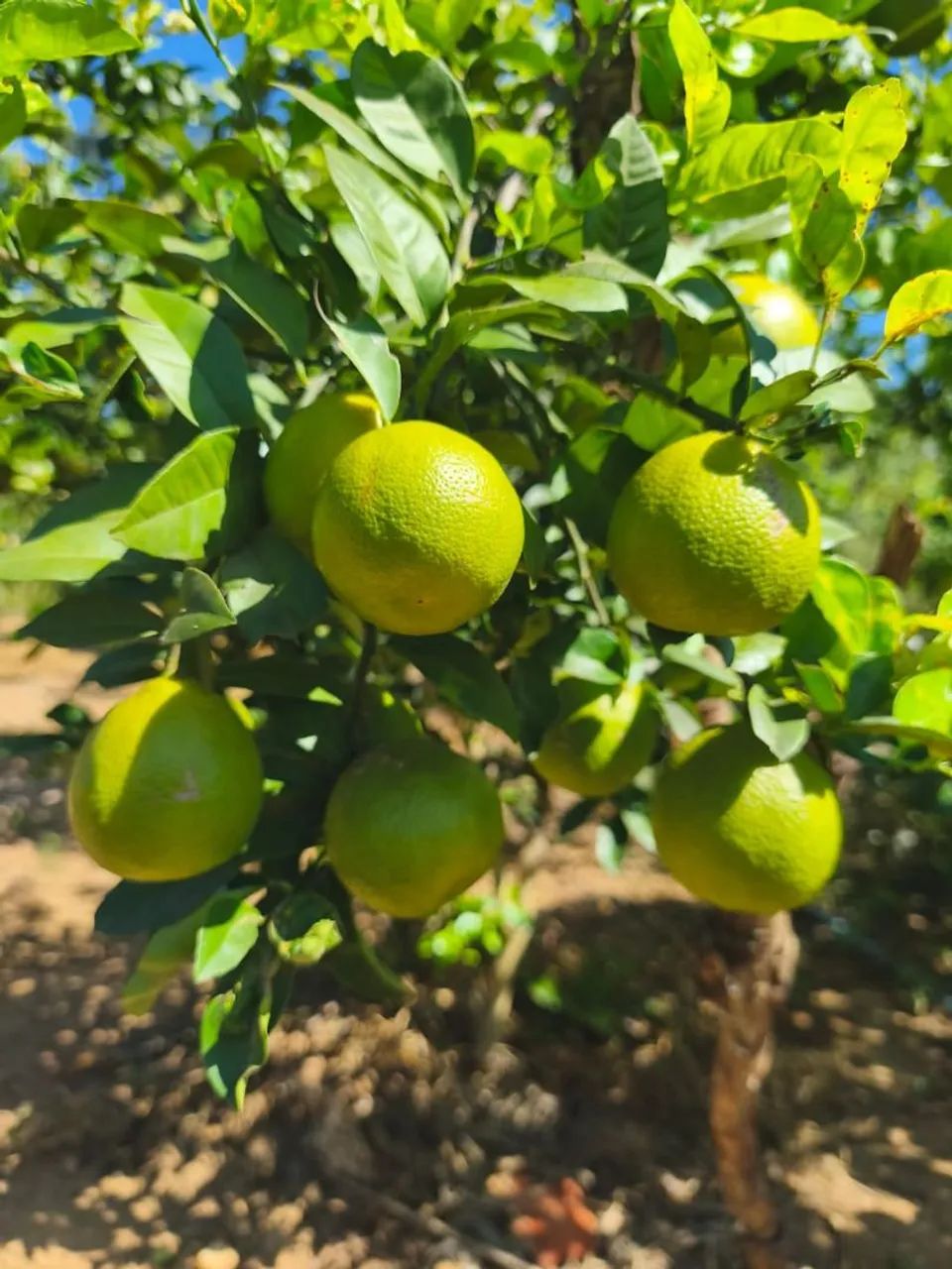 Fazenda pra café Altitude e agronegócio!!
