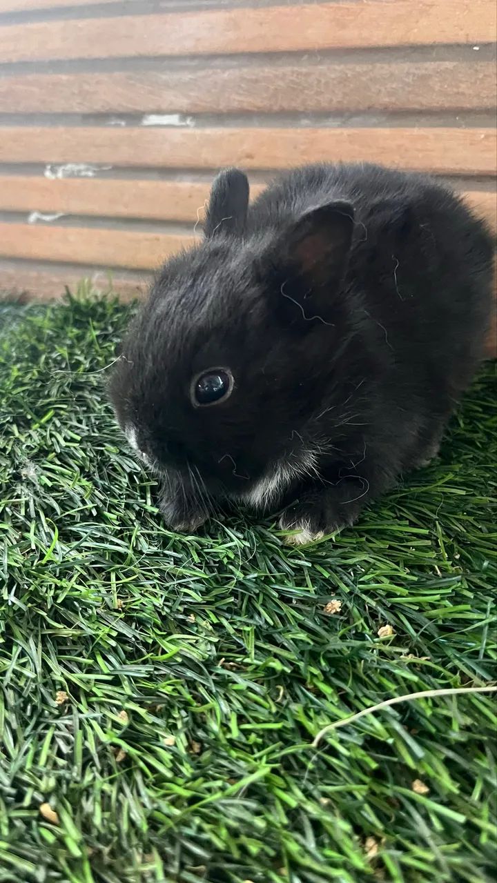 Mini coelho