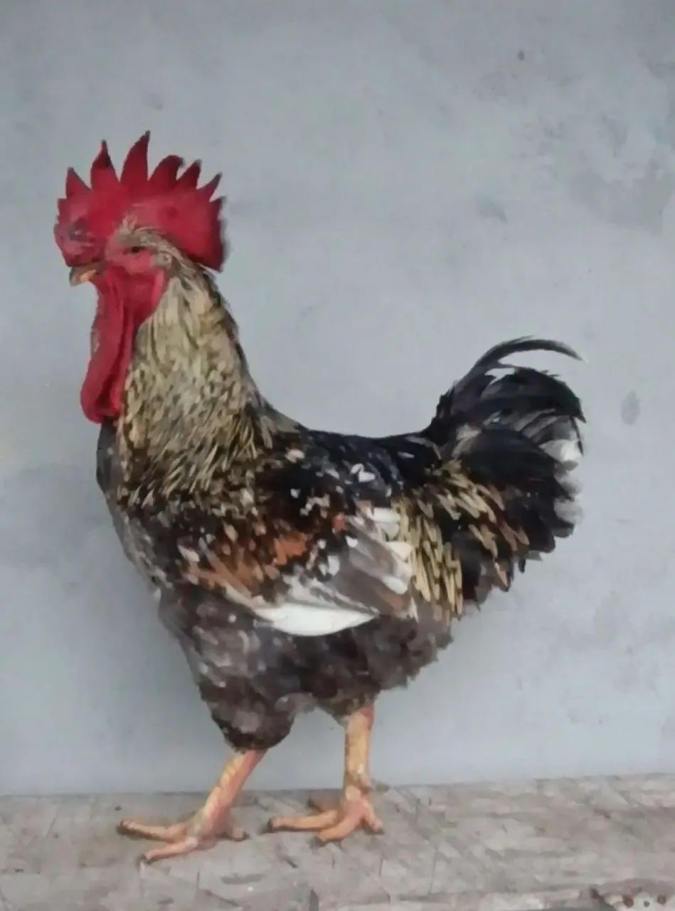 Lindo reprodutor GSB disponível 