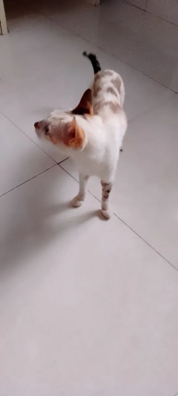 Gata castrada para adoção ou lar temporário  - Foto 4