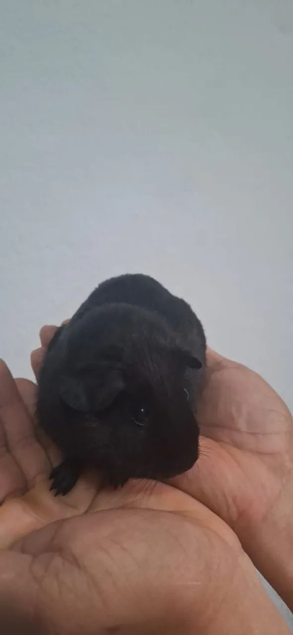 Porquinho da Índia Inglês Padrão Macho - Foto 4