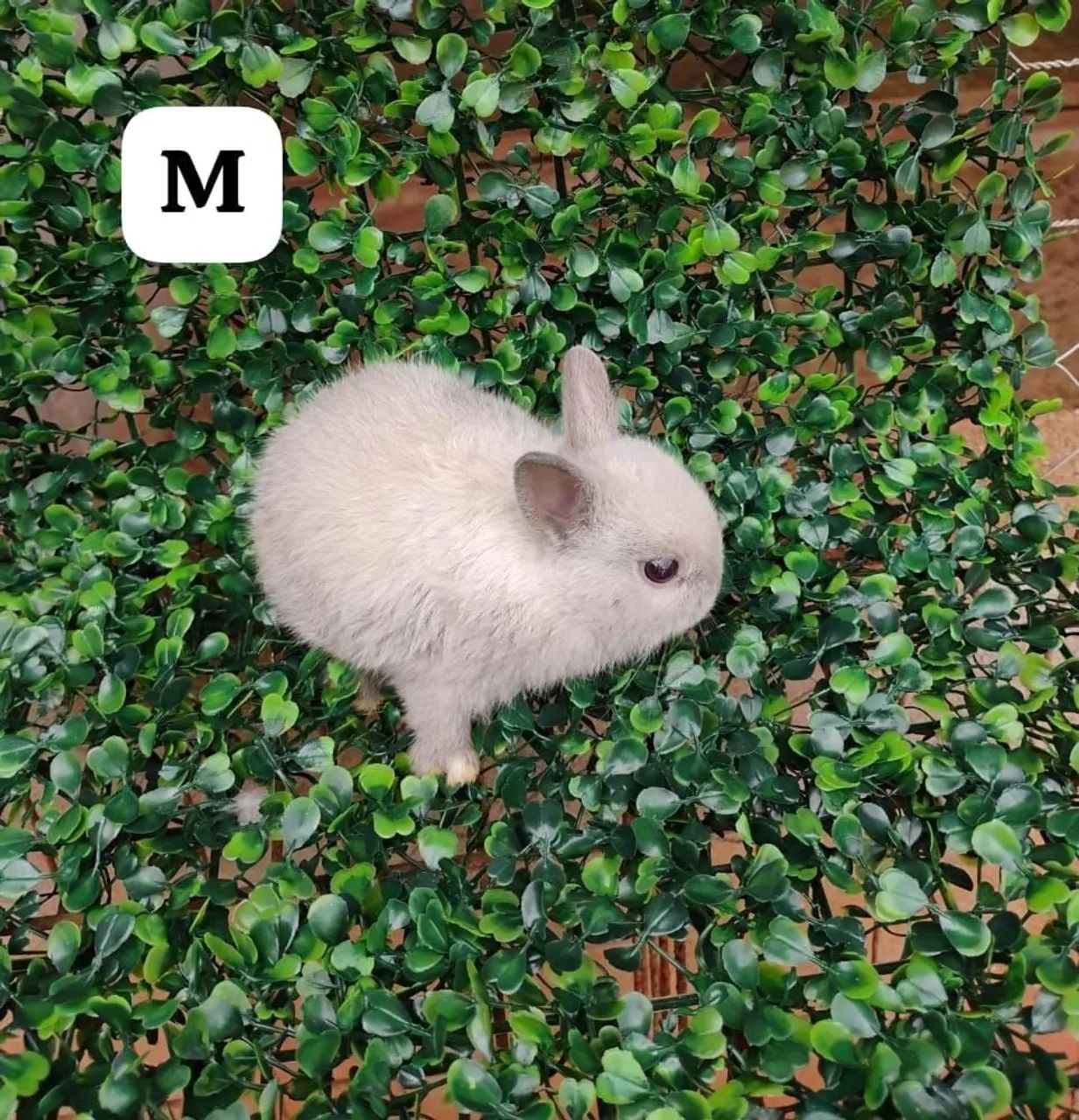 Vendo mini coelhos. - Foto 4
