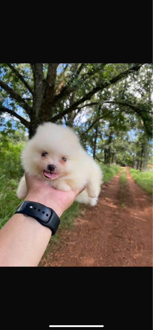 Spitz alemão macho  - Foto 2