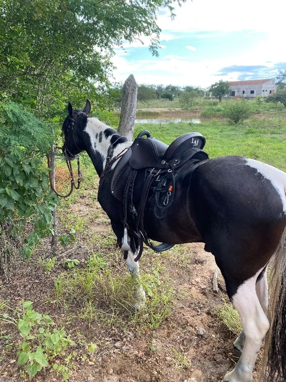 Cavalo mangalarga pampa de preto homozigoto, 6 anos de idade - Foto 4