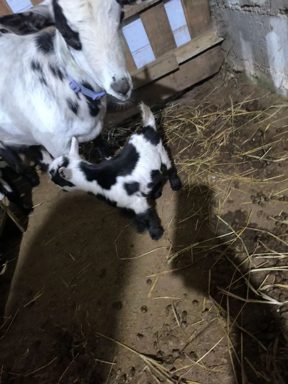 Mini cabras - Foto 3