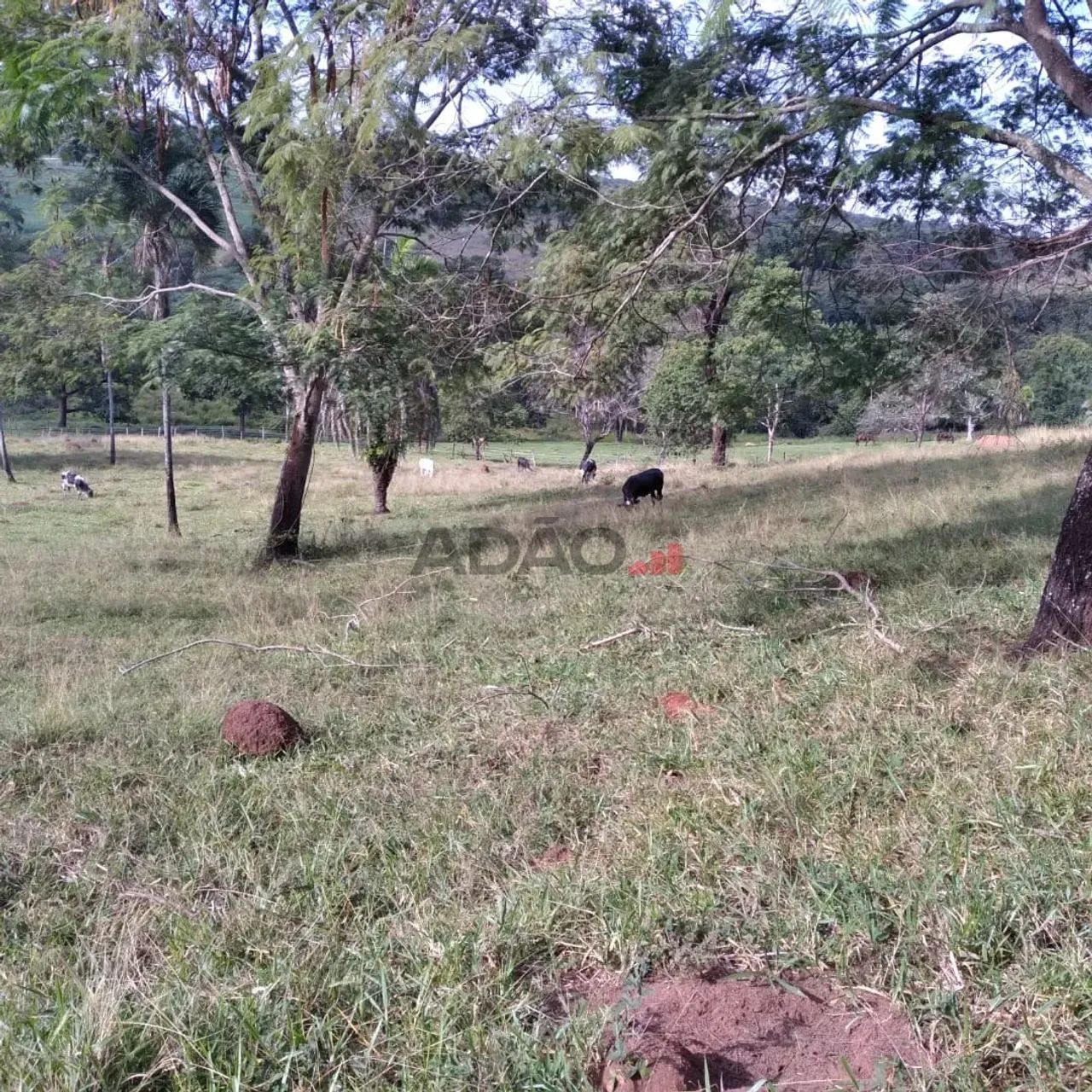 FAZENDA EM GOIÂNIA - GO - Foto 3