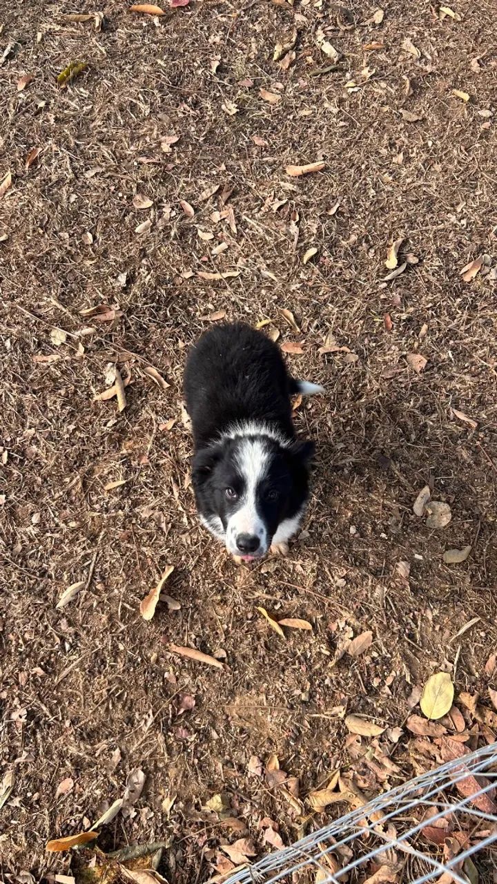 Cachorro - Foto 2