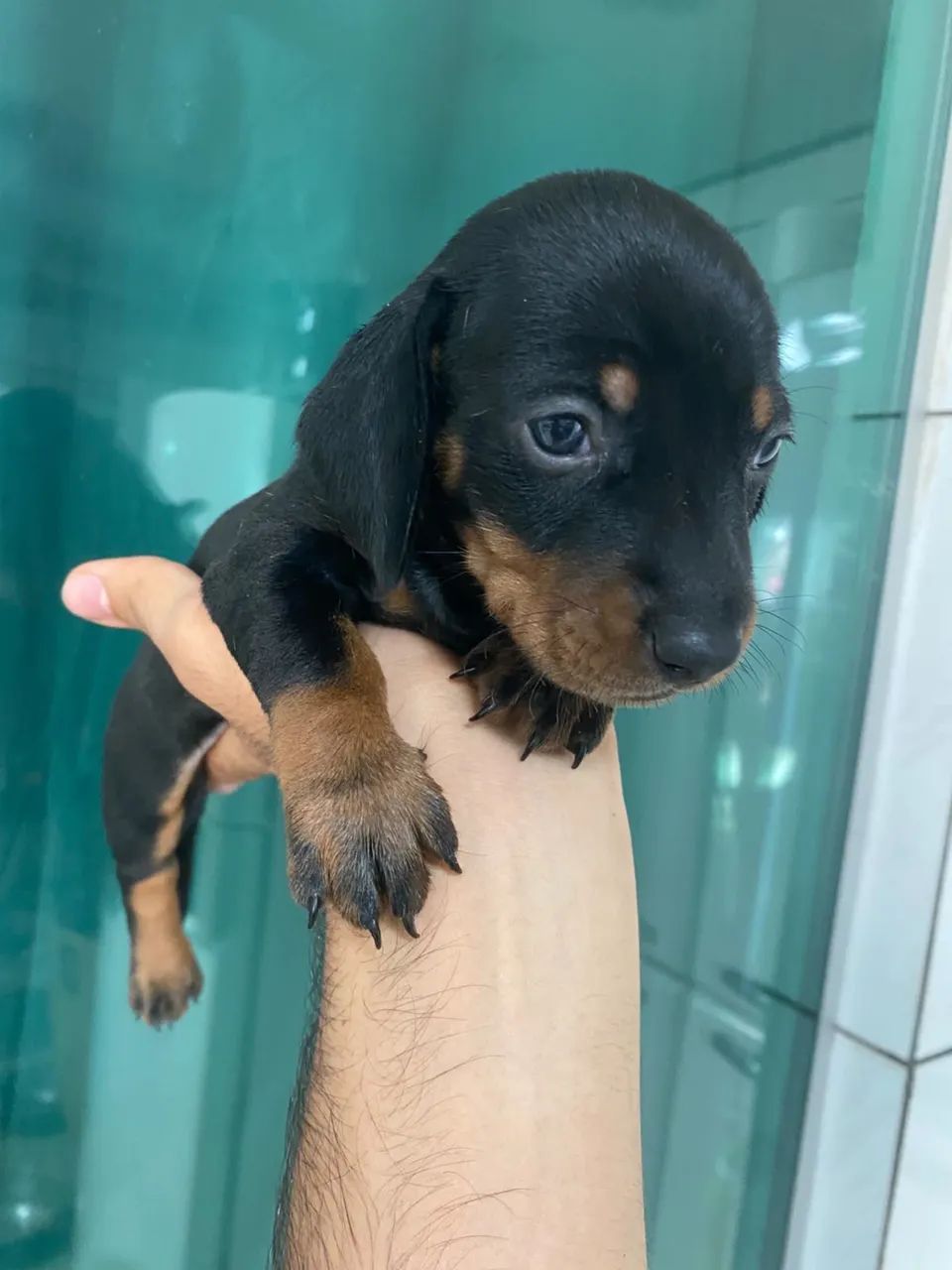 Dachshund  - Foto 2