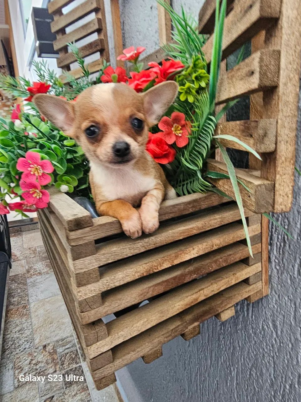 Cachorro  - Foto 2
