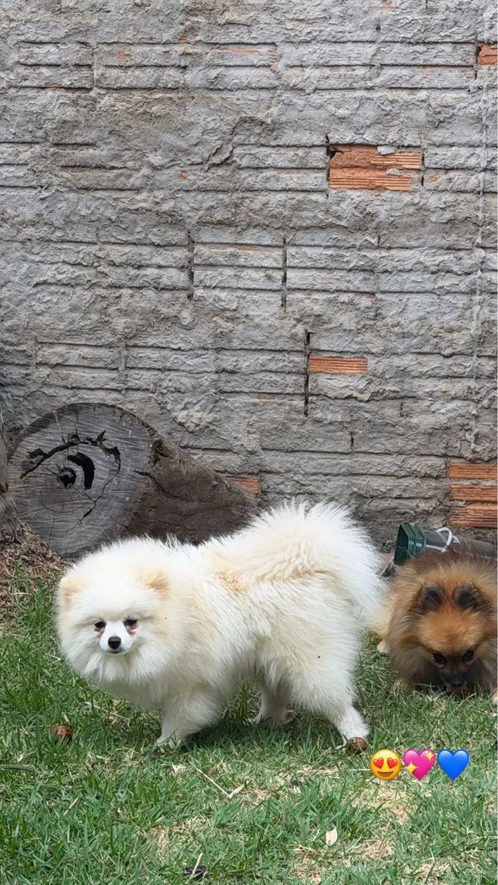 Spitz alemão 